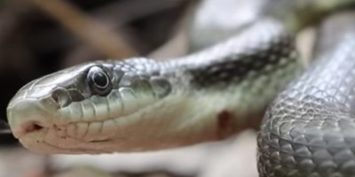 Waterbury snake